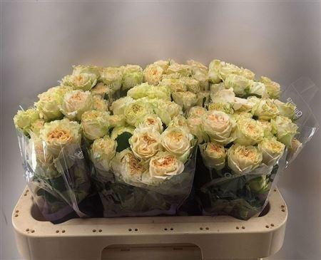 <h4>R TR SUMMERROSE</h4>