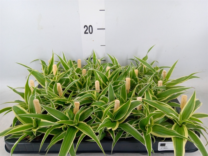 <h4>Chlorophytum com. 'Ocean'</h4>