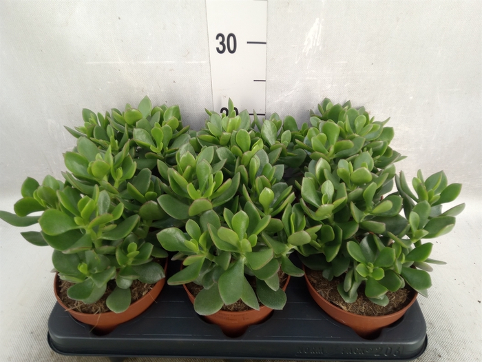 <h4>Crassula  'Minova Magic'</h4>