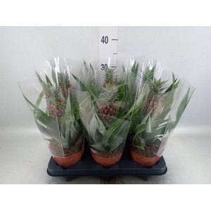 Ananas  'Rosita'