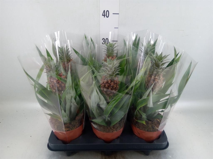 <h4>Ananas  'Rosita'</h4>
