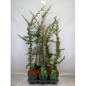 Cedrus libani 'Glauca'