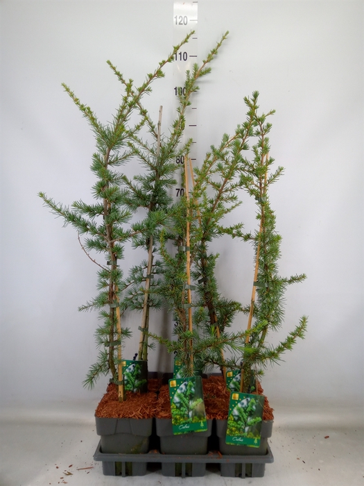 <h4>Cedrus libani 'Glauca'</h4>
