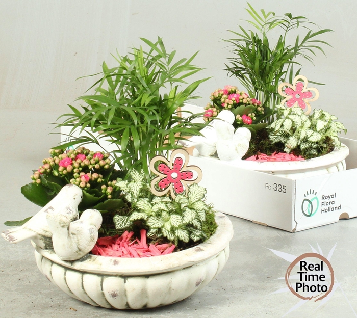 <h4>ARR KAMERPL</h4>