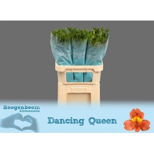 Alstroemeria Dancing Queen