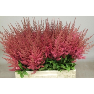 Astil Ar Else Schluc