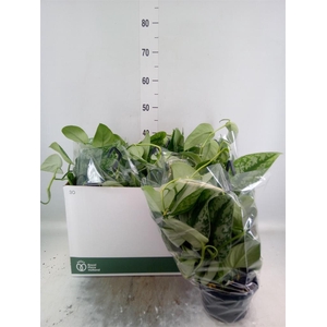 Scindapsus pictus 'Trebie'