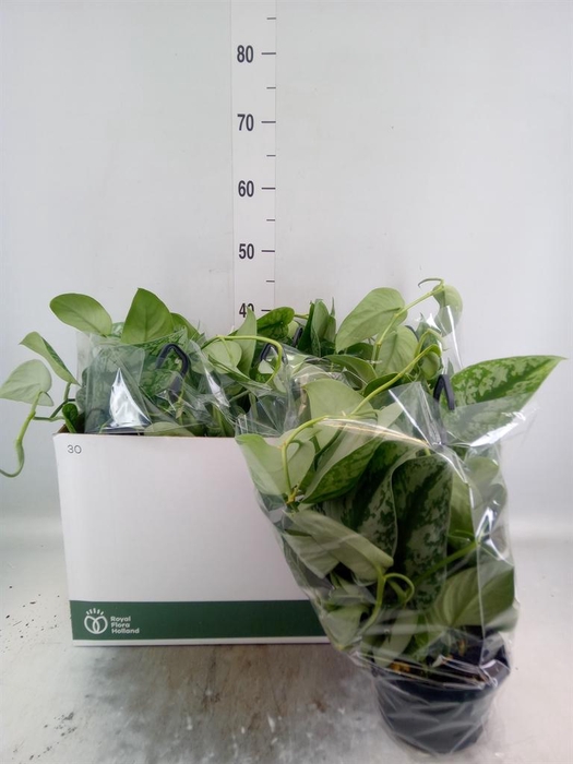 <h4>Scindapsus pictus 'Trebie'</h4>