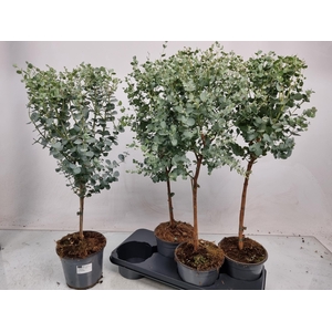 EUCAL GUNNII