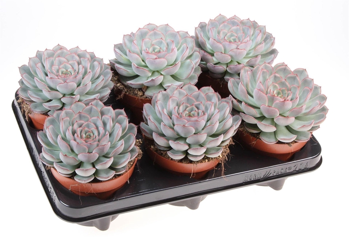 <h4>Echeveria ...</h4>