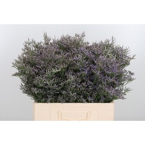 Lim Safora Dark Blue