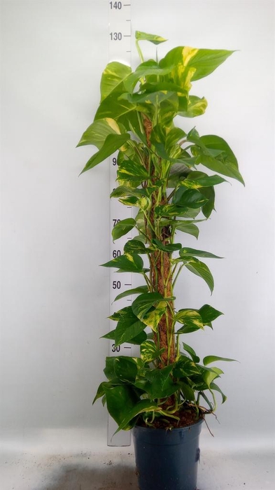 <h4>Epipremnum pinn. ...moss stick</h4>