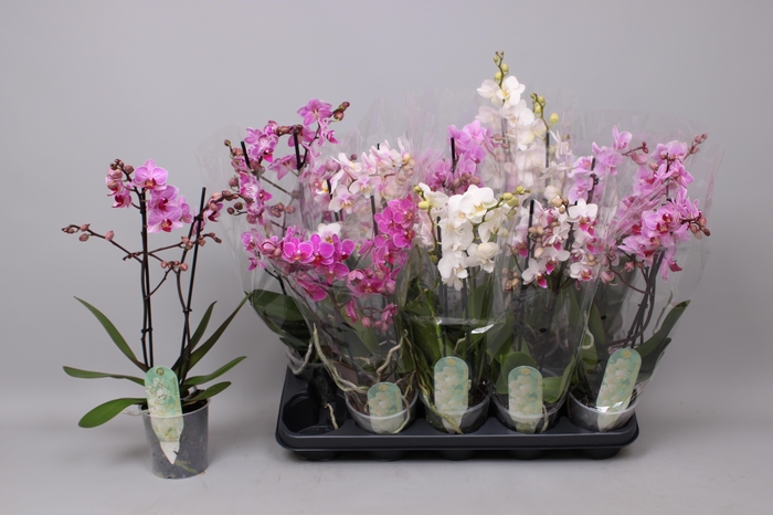 <h4>PHAL MF GEM 8 KL</h4>