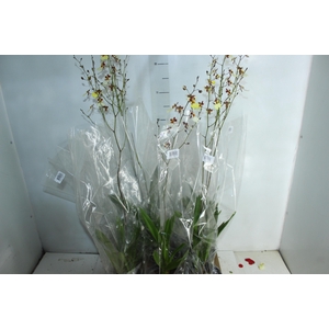 ONCIDIUM POPCORN P15
