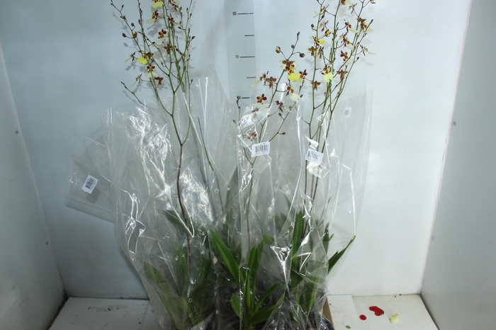 <h4>ONCIDIUM POPCORN P15</h4>
