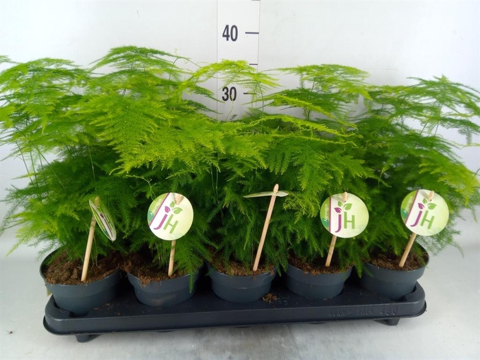 <h4>Asparagus setaceus</h4>