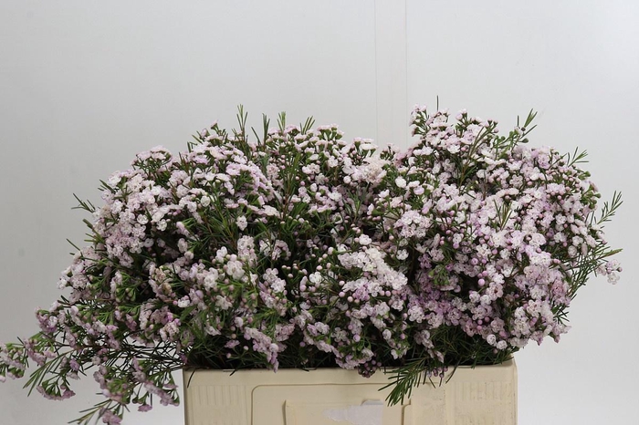 <h4>CHAME UN DANC QUEEN</h4>