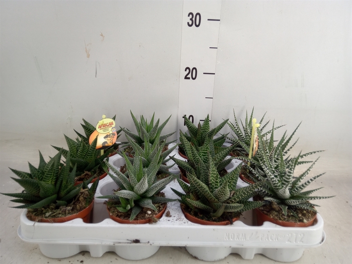 <h4>Haworthia   ...mix</h4>