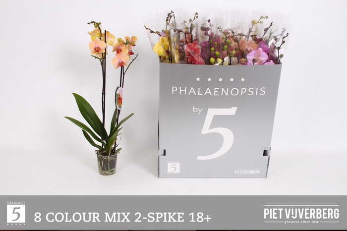 <h4>PHAL GEM 8 KL</h4>