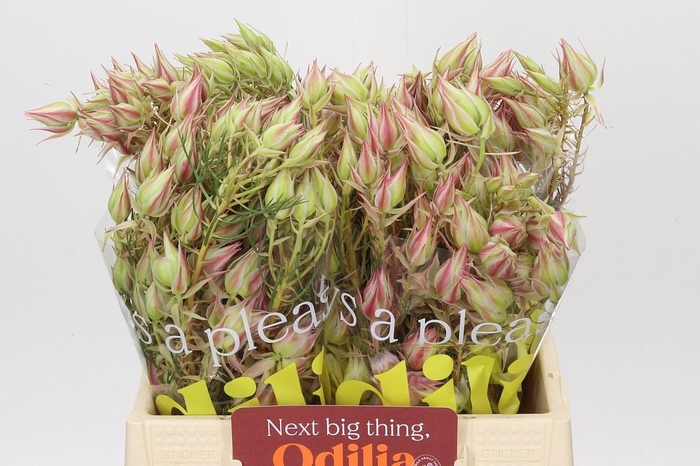 <h4>Blushing Bride Pink 10+ Flowers</h4>