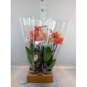 Phalaenopsis   ...