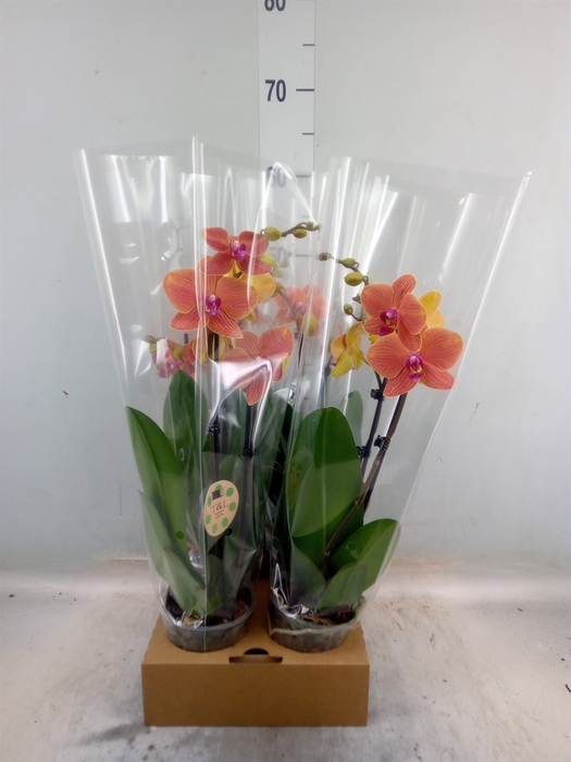 <h4>Phalaenopsis   ...</h4>