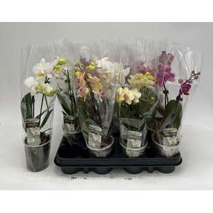 PHAL GEM