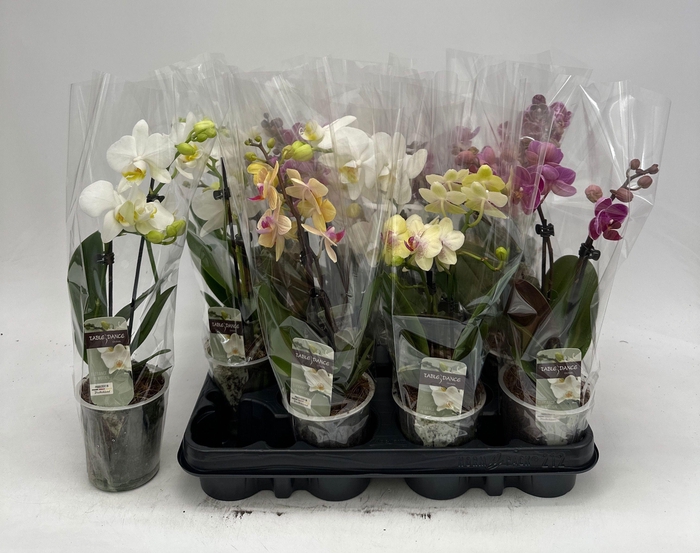 <h4>PHAL GEM</h4>