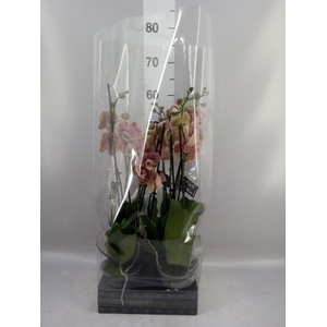 Phalaenopsis   ...rose