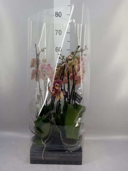 <h4>Phalaenopsis   ...rose</h4>