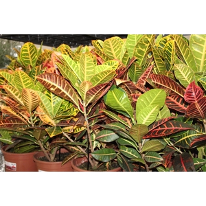CROTON HIBRIDO PETRA P24
