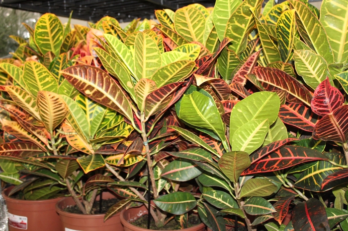<h4>CROTON HIBRIDO PETRA P24</h4>