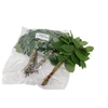 Salal Baby V P X 5