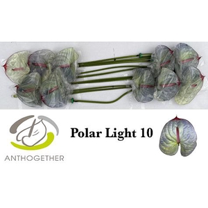 Anthurium Anth A Ov Klb H