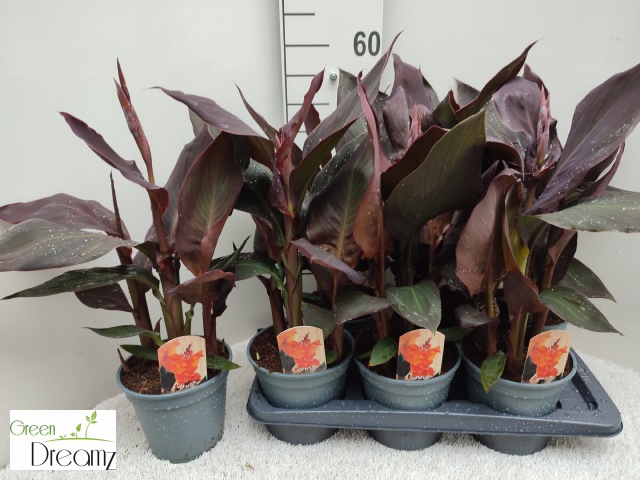 <h4>CANNA PACIFIC BEAUTY</h4>