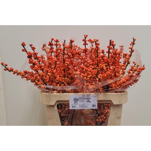 ILEX VE OUDIJ ORANGE