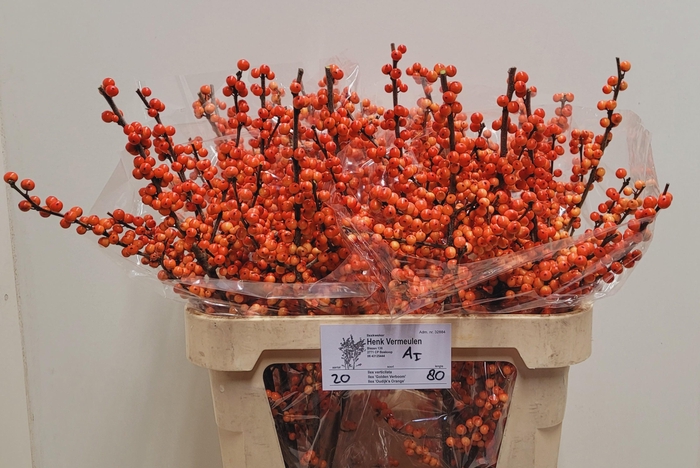 <h4>ILEX VE OUDIJ ORANGE</h4>