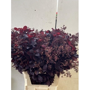 COTI C ROYAL PURPLE BLOEIEND 080CM
