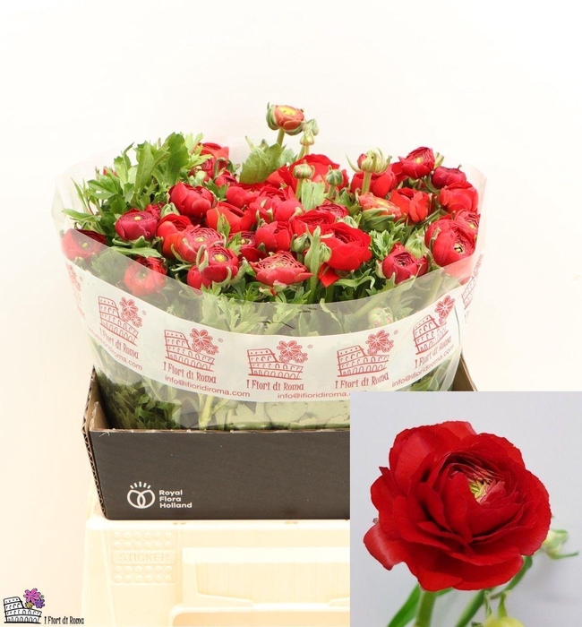 <h4>RAN DOLCEVITA RED</h4>