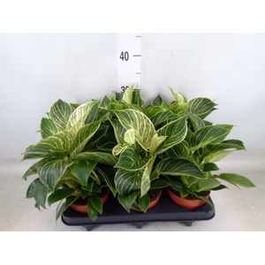 Philodendron   ...