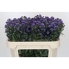 Aster Baby Parade