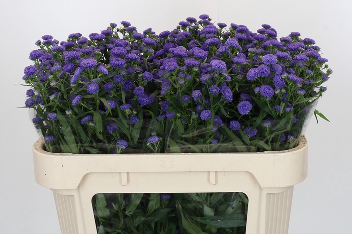 <h4>Aster Baby Parade</h4>