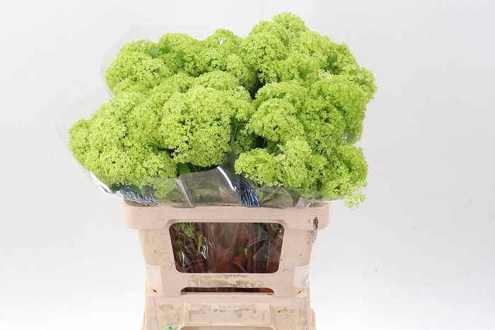 <h4>Viburnum Roseum St</h4>