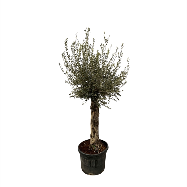 <h4>Olea Europaea Lorc XXL - 260cm</h4>