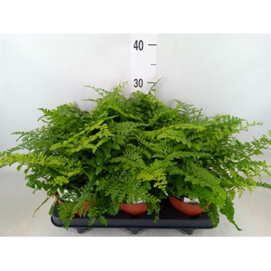 Asplenium  'Parvati'