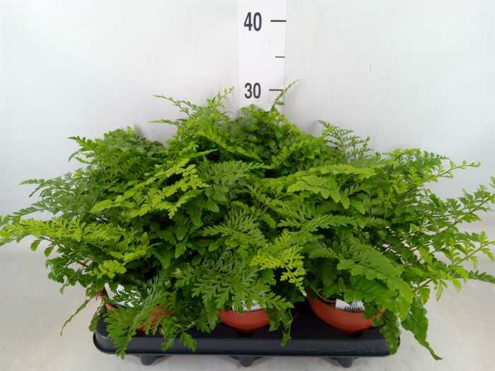 <h4>Asplenium  'Parvati'</h4>