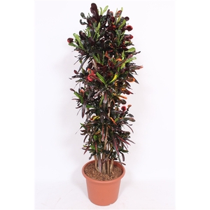 Codiaeum variegatum grootbladig 'Mammi'