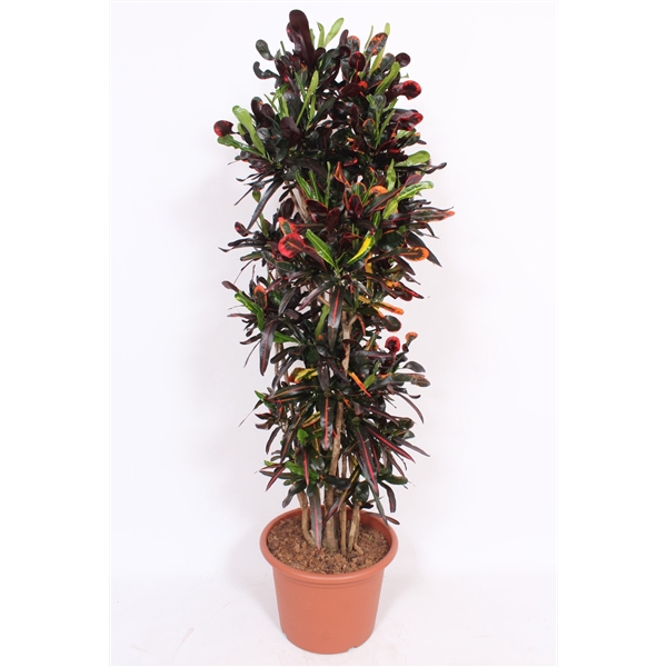 <h4>Codiaeum Mammi (Croton Mammi)</h4>