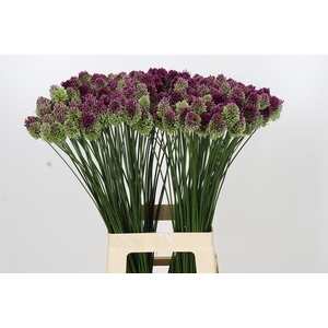 Allium Sphaerocephalon