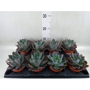 Echeveria   ...